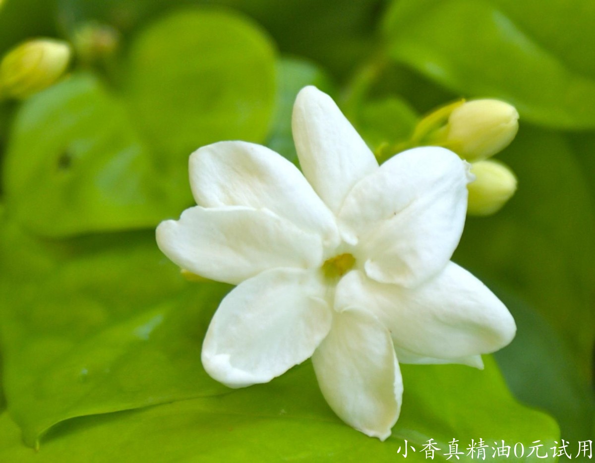 10047茉莉.jpg