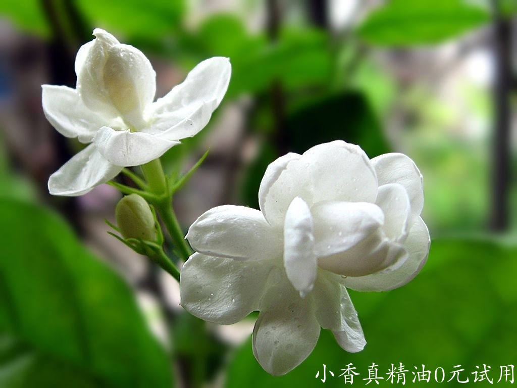 茉莉花jyy4x080108007.jpg