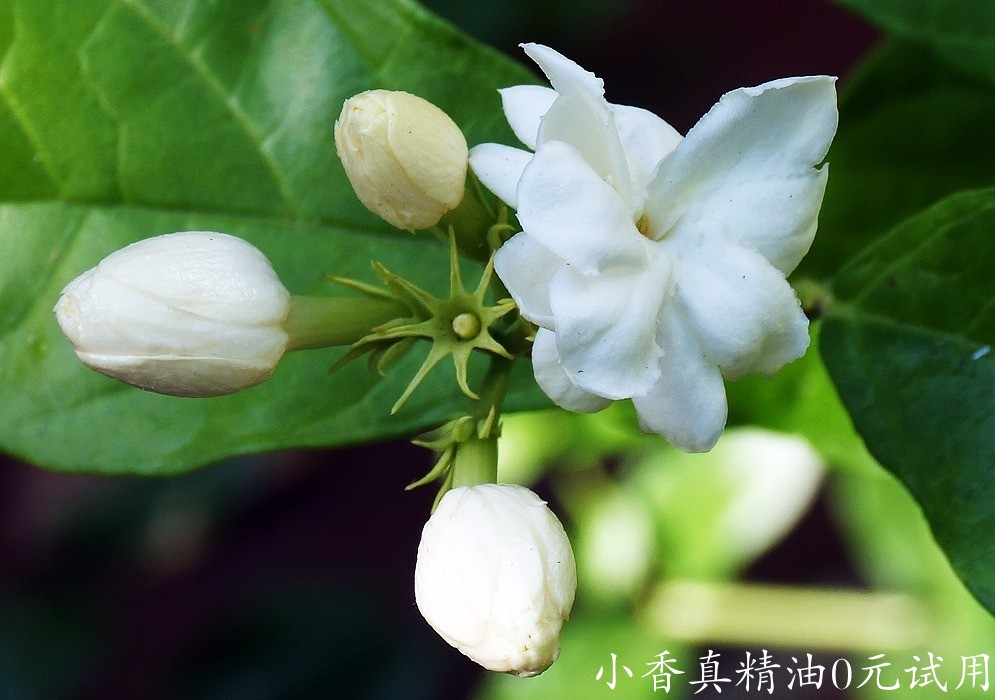 10042茉莉.jpg