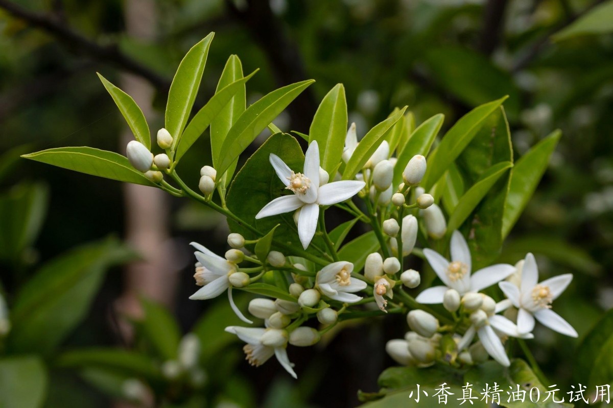 10004橙花.jpg