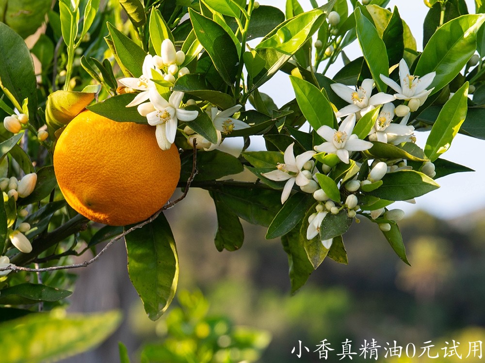 10024橙花.jpg