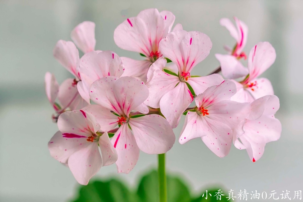 10042天竺葵.jpg